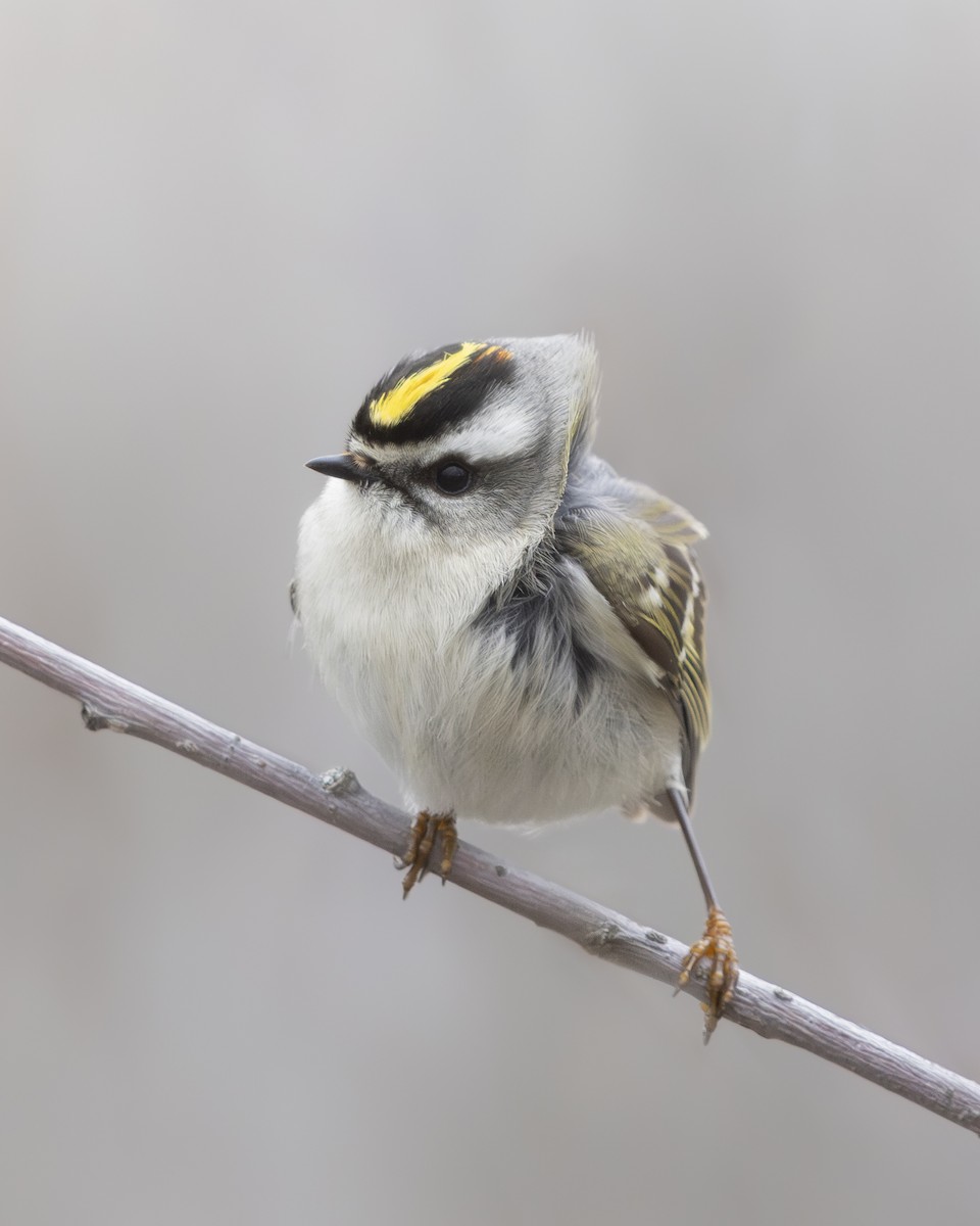 Golden-crowned Kinglet - ML615417656