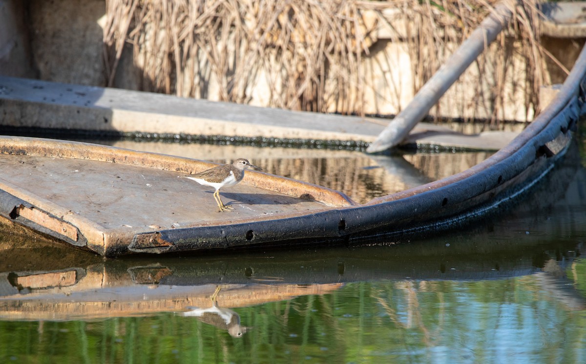 Common Sandpiper - Ethan Grills