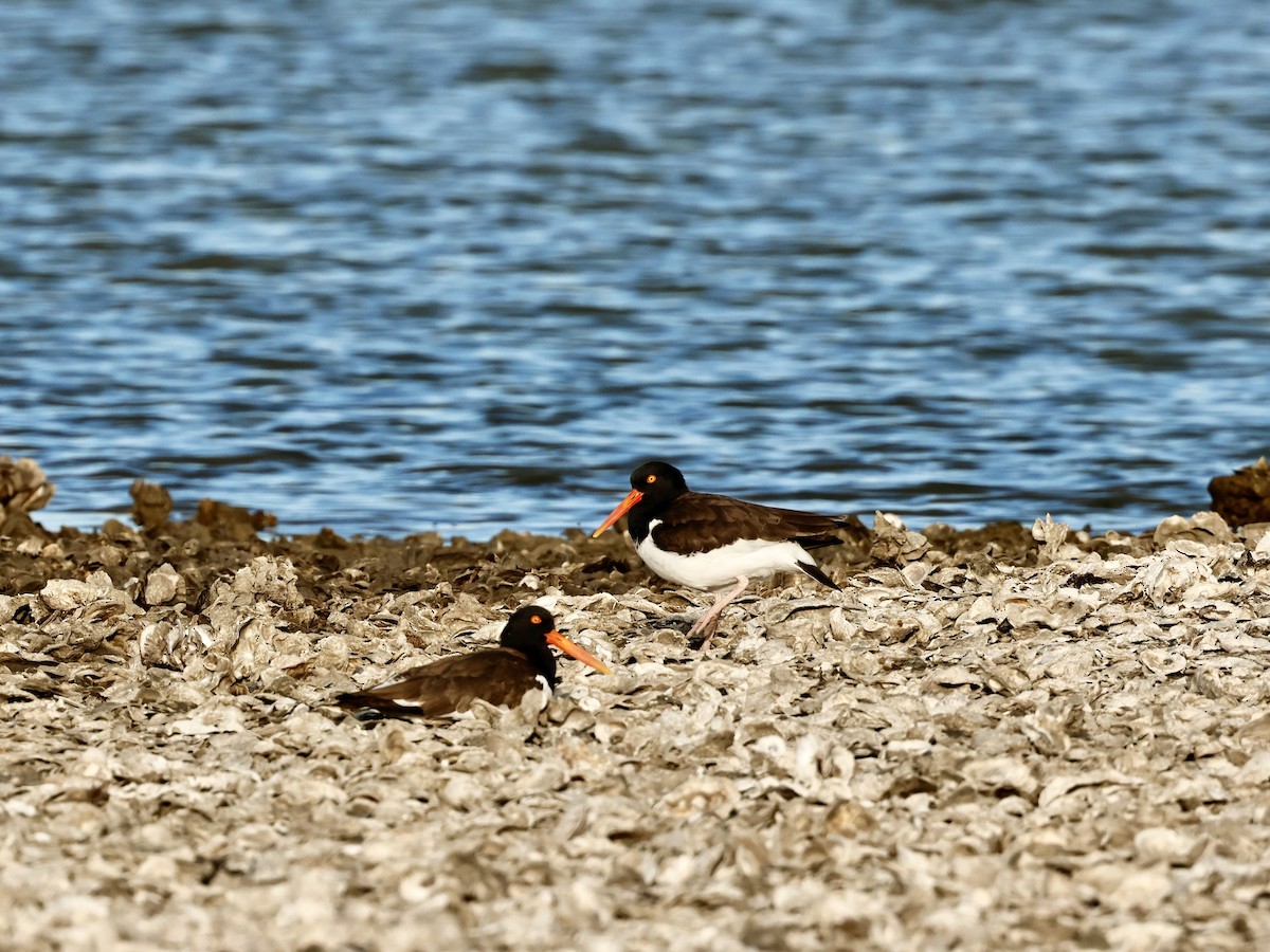 American Oystercatcher - Yacho Mashuu