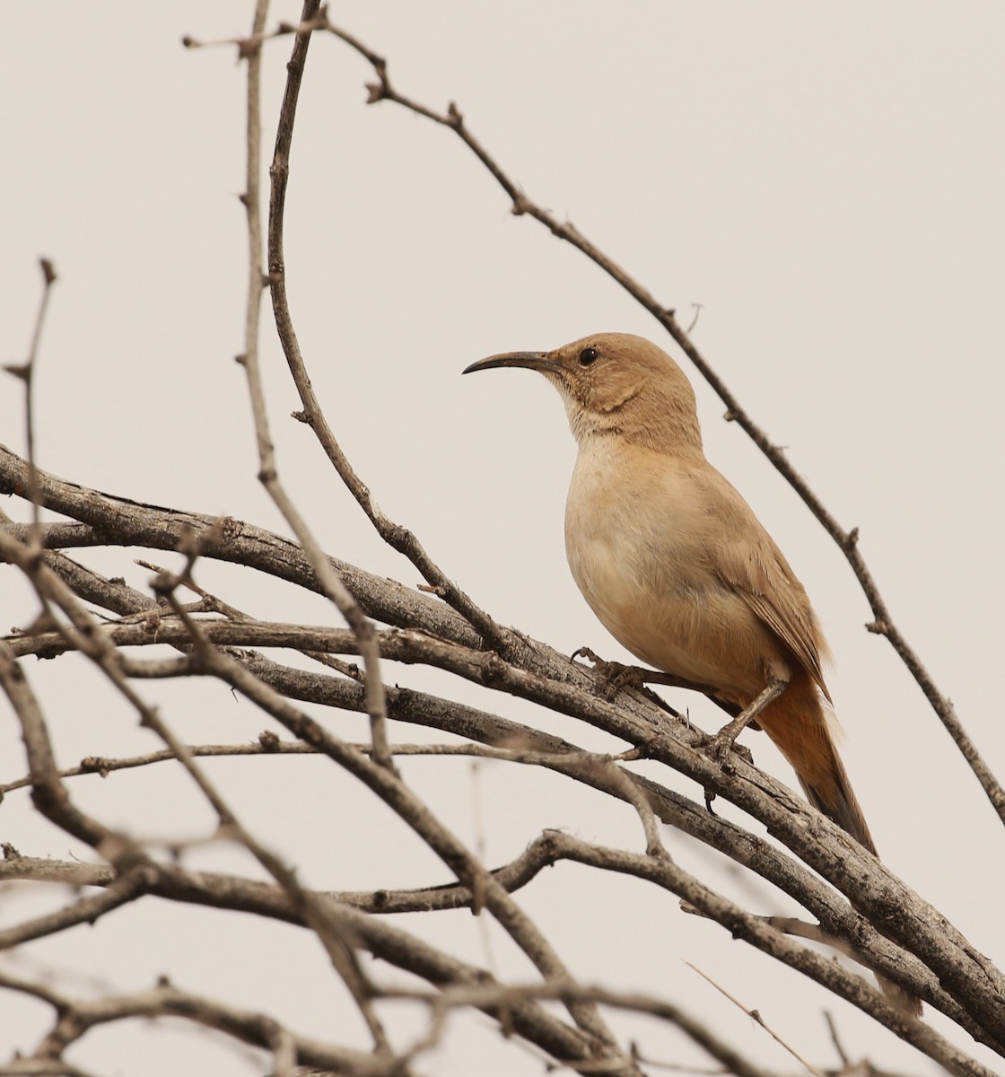 LeConte's Thrasher - ML615417693