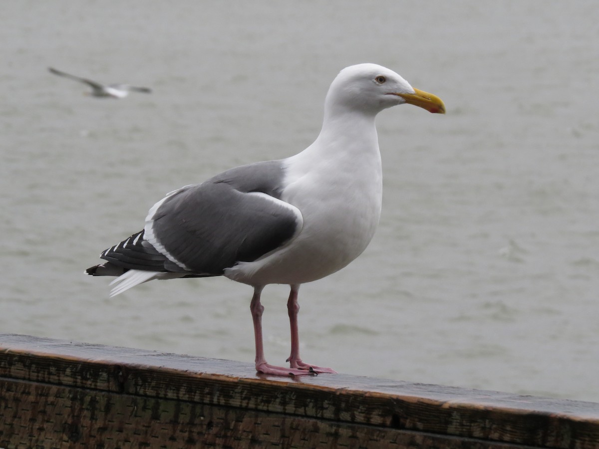 Western Gull - ML61541771