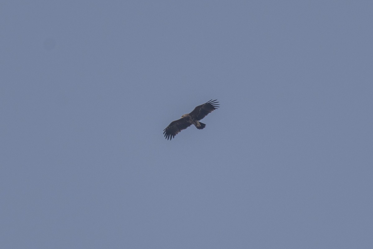 Greater Spotted Eagle - ML615417727