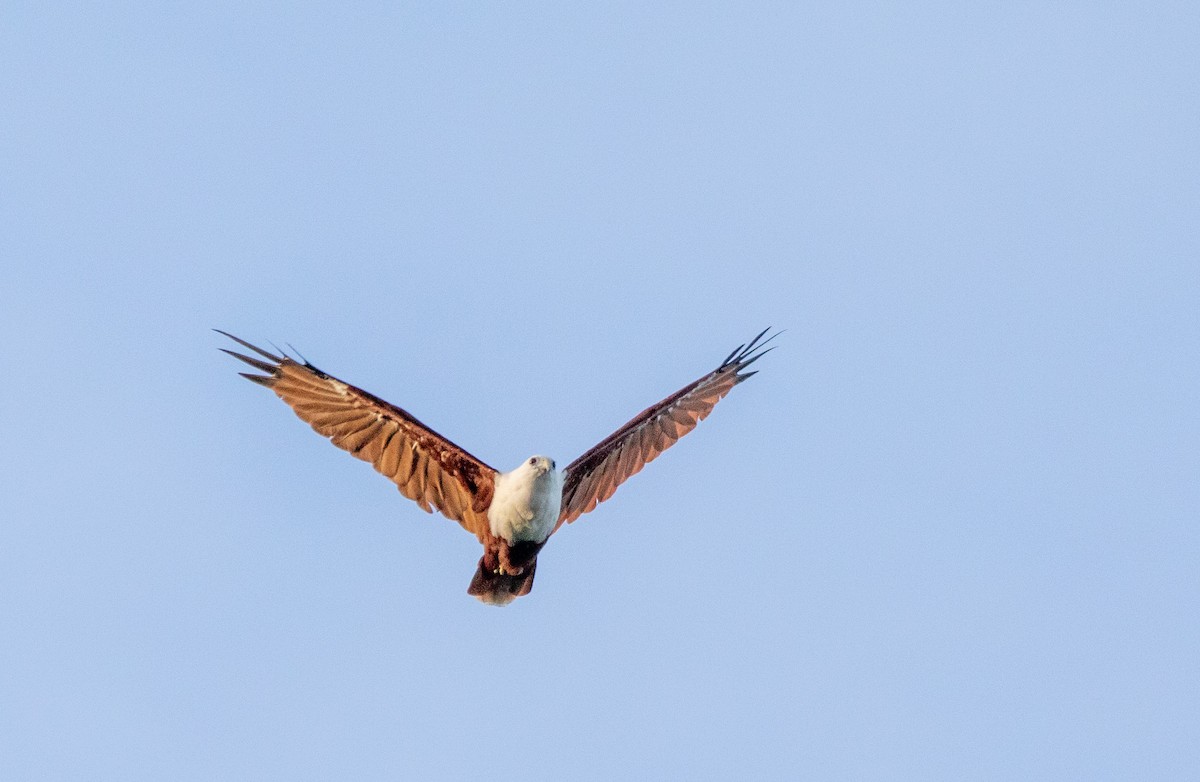 Brahminy Kite - ML615417735