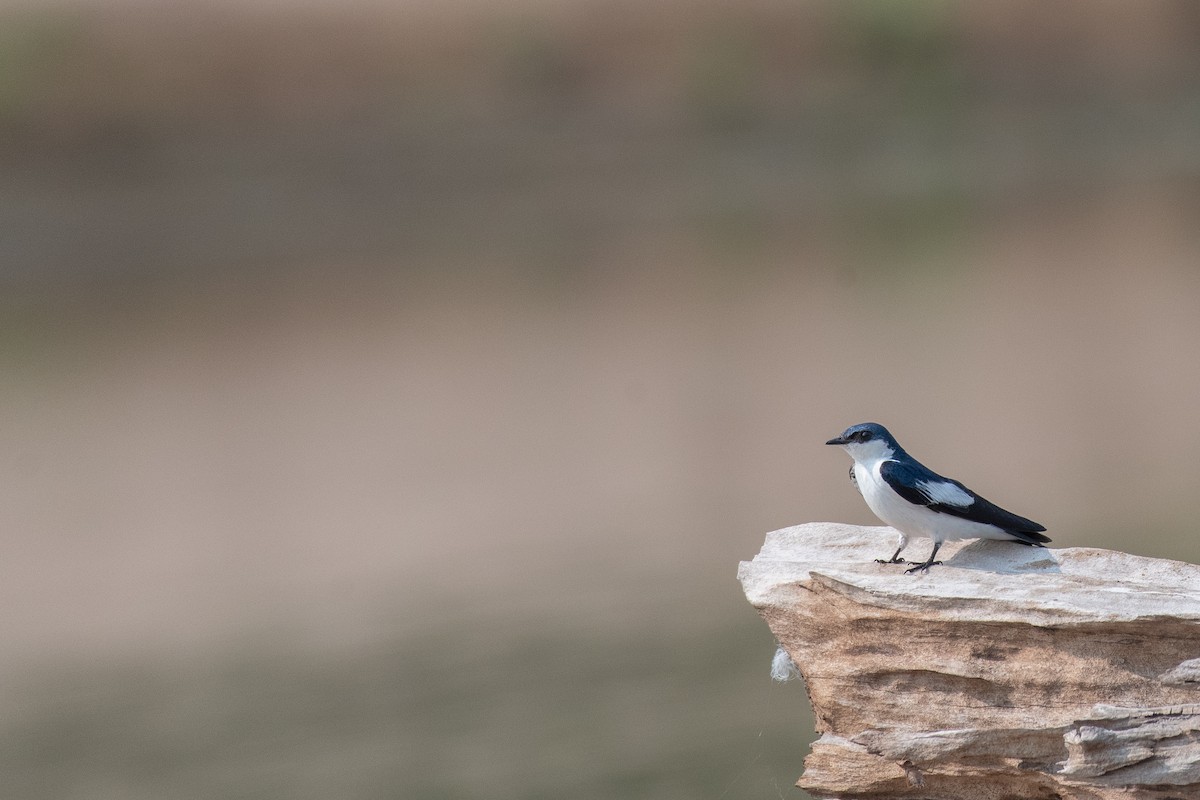 White-winged Swallow - ML615417757