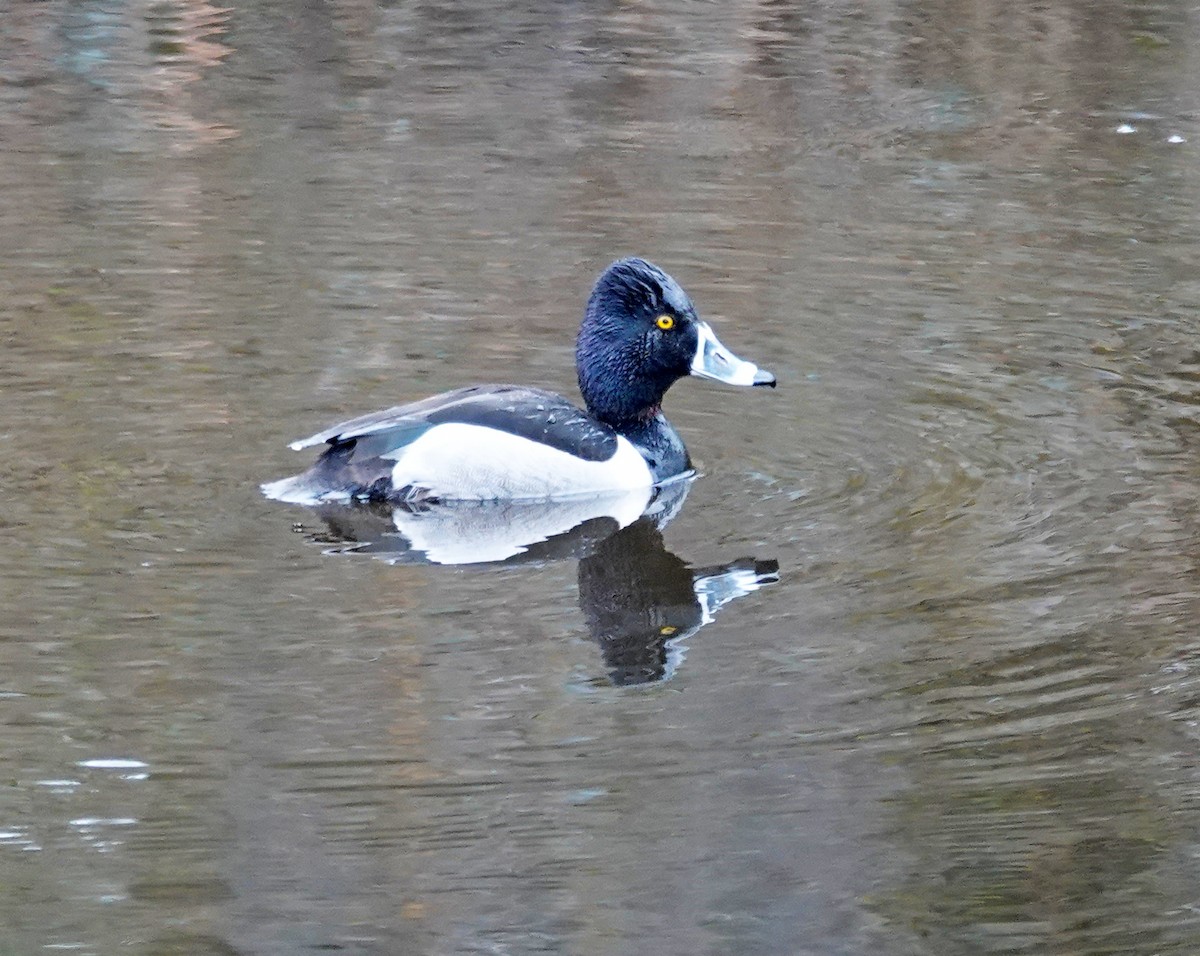 Ring-necked Duck - ML615417801