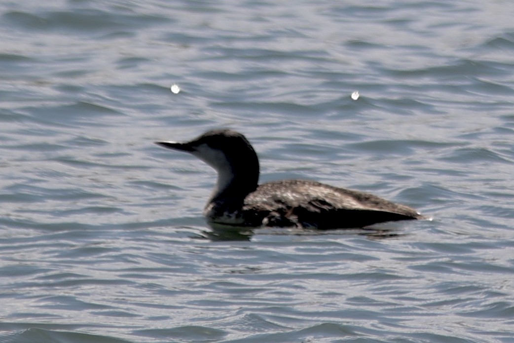 Red-throated Loon - ML615417851