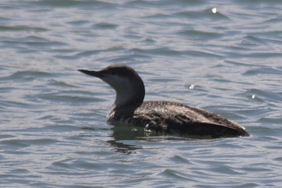 Red-throated Loon - ML615417852