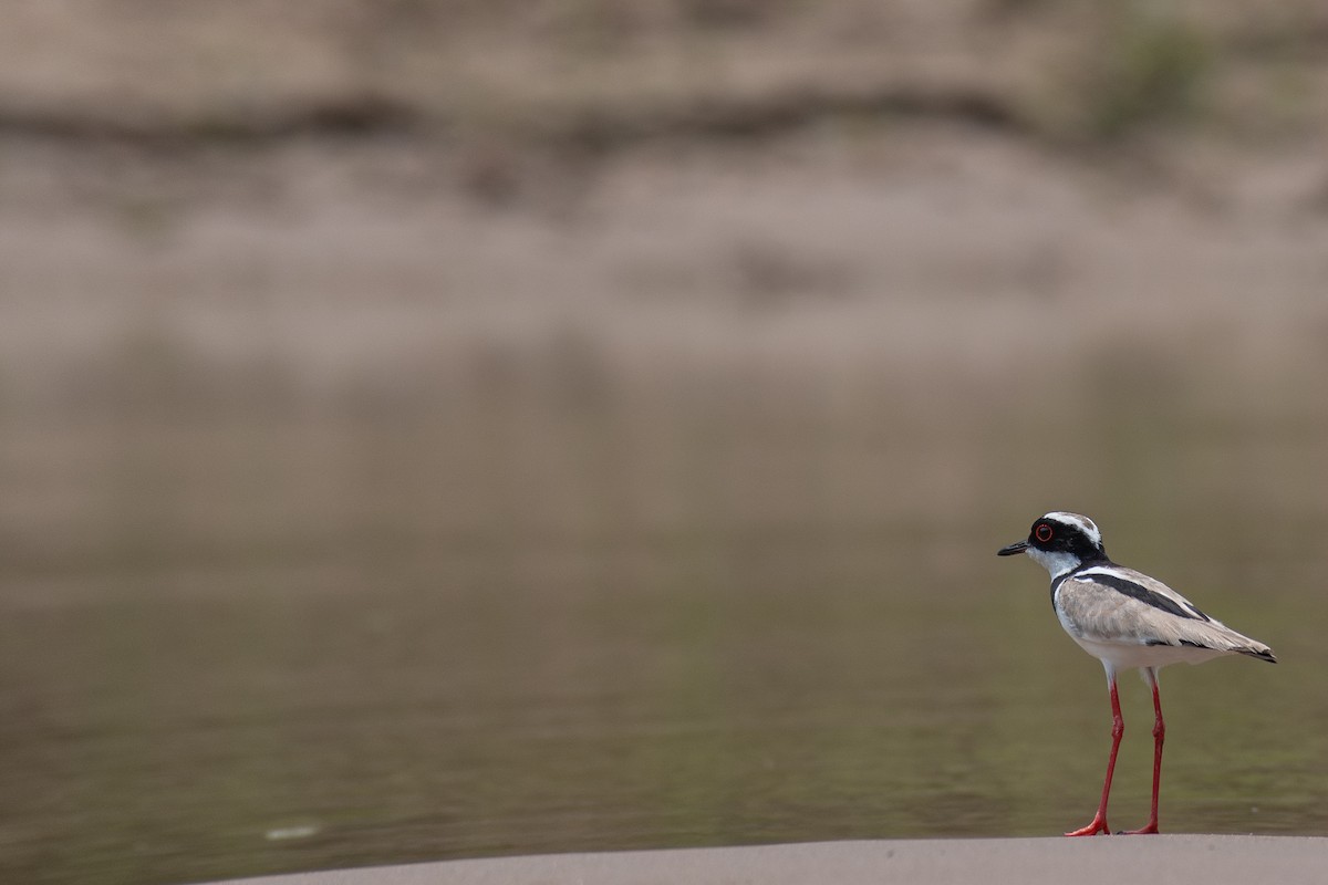 Southern Lapwing - Victor Castanho