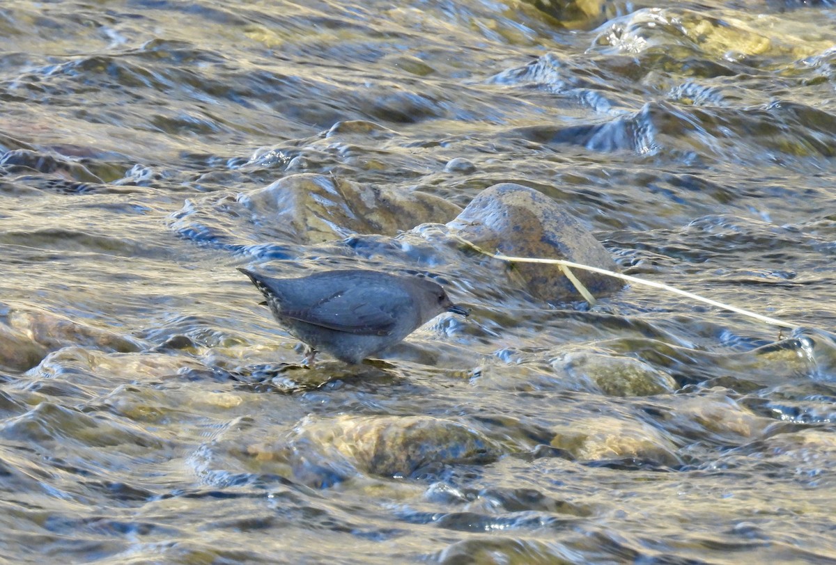 American Dipper - ML615417911