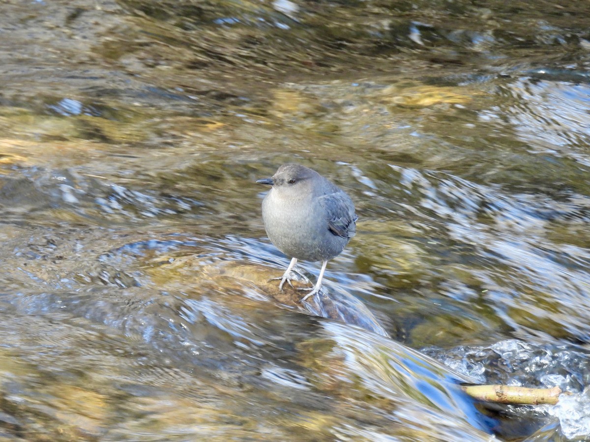 American Dipper - ML615417913