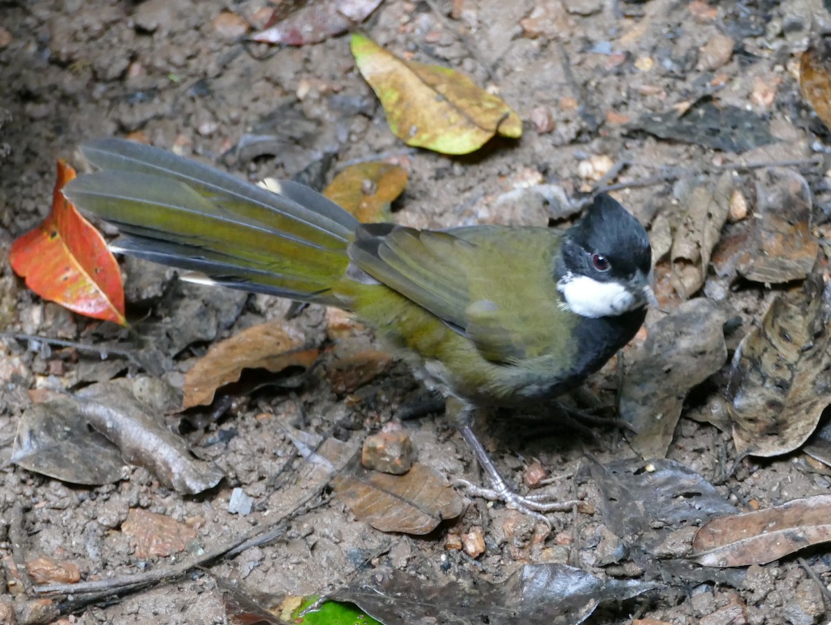 Eastern Whipbird - Chris Payne