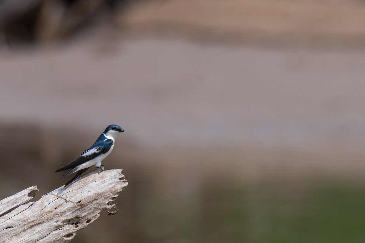 White-winged Swallow - ML615418027