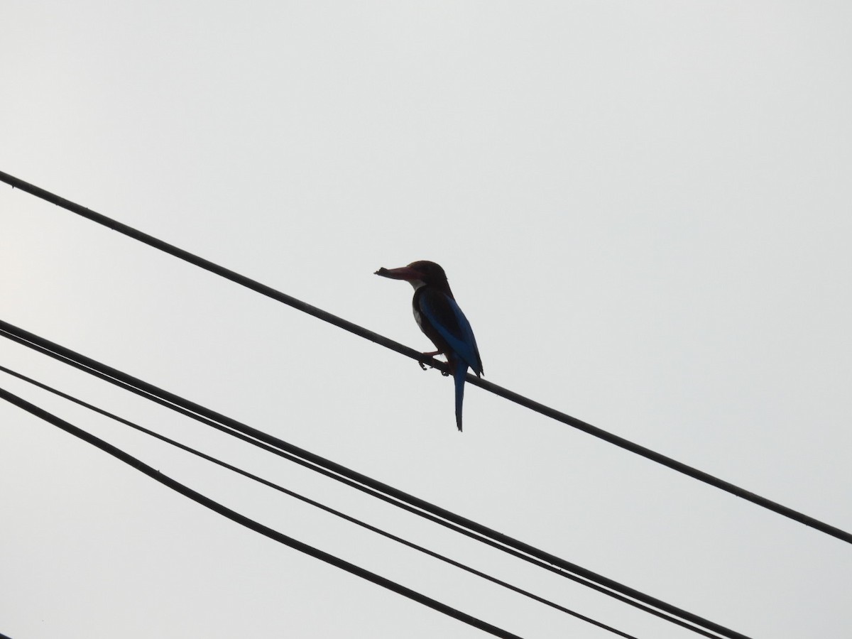 White-throated Kingfisher - ML615418056