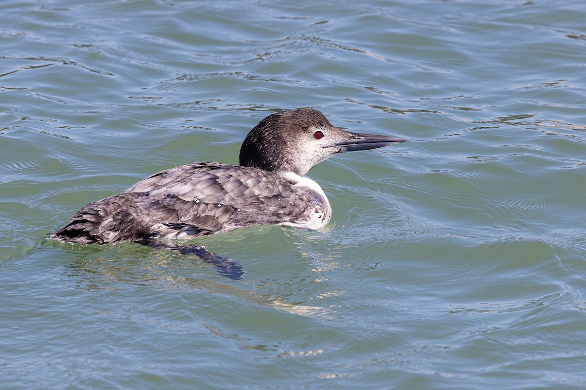 Common Loon - ML615418084