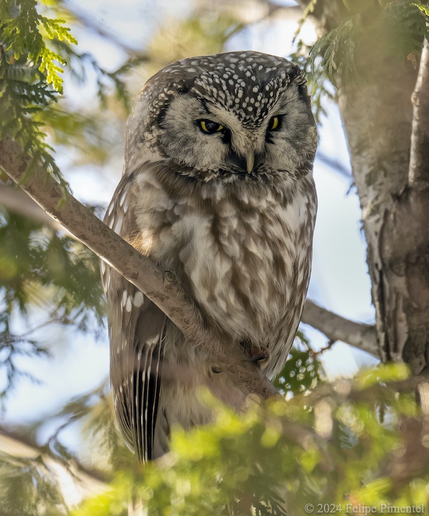 Boreal Owl - ML615418101