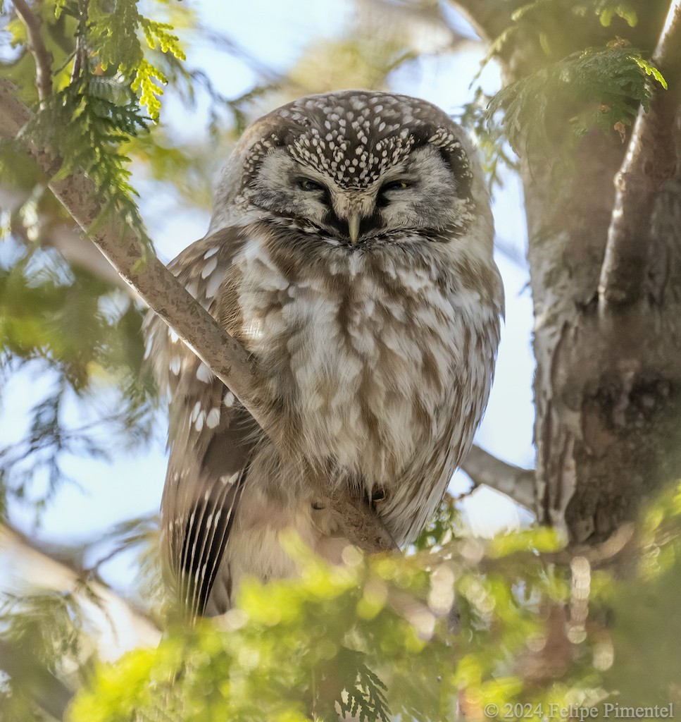 Boreal Owl - ML615418102