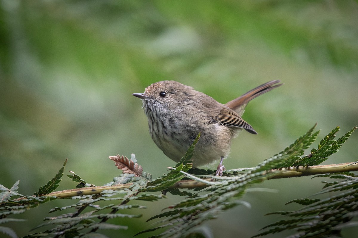 Brown Thornbill - ML615418142