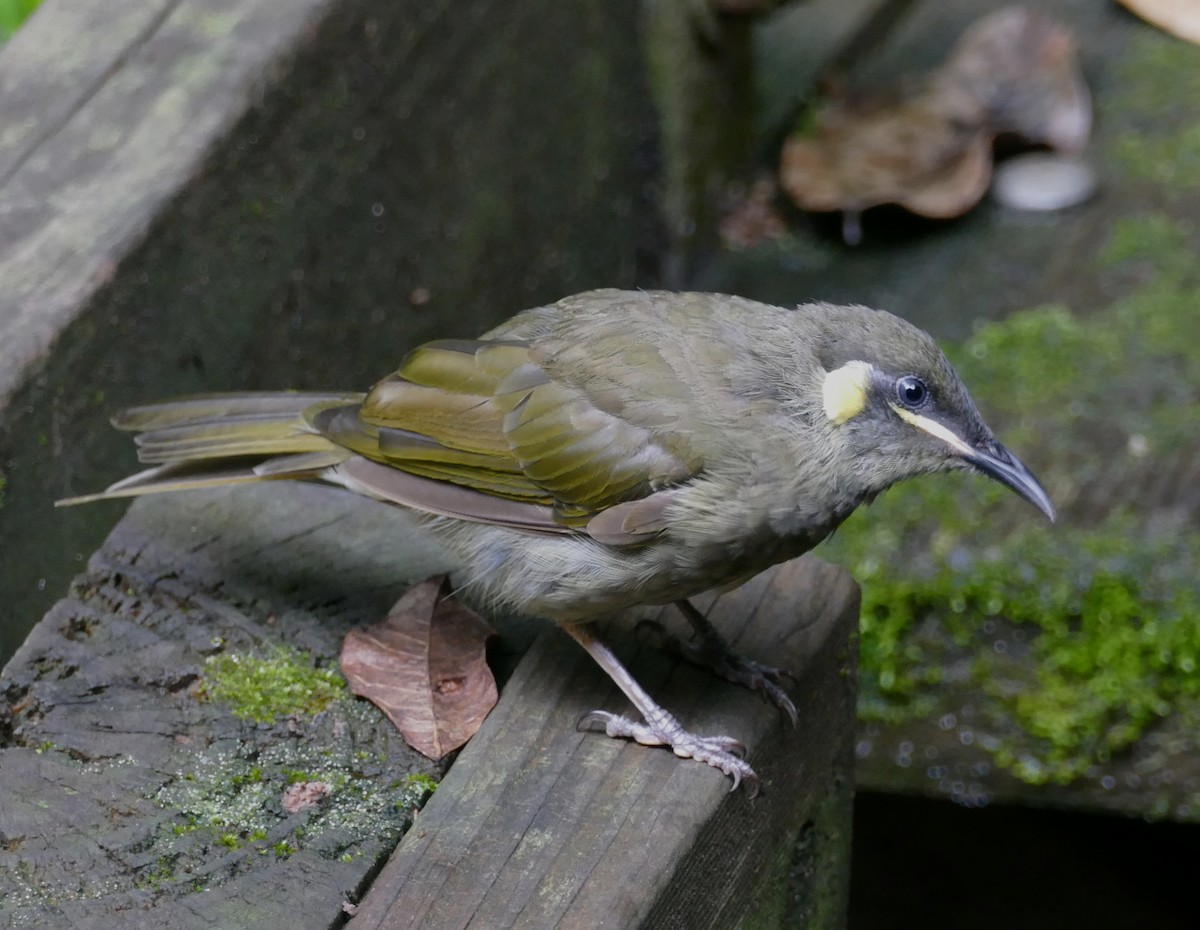 Lewin's Honeyeater - Chris Payne