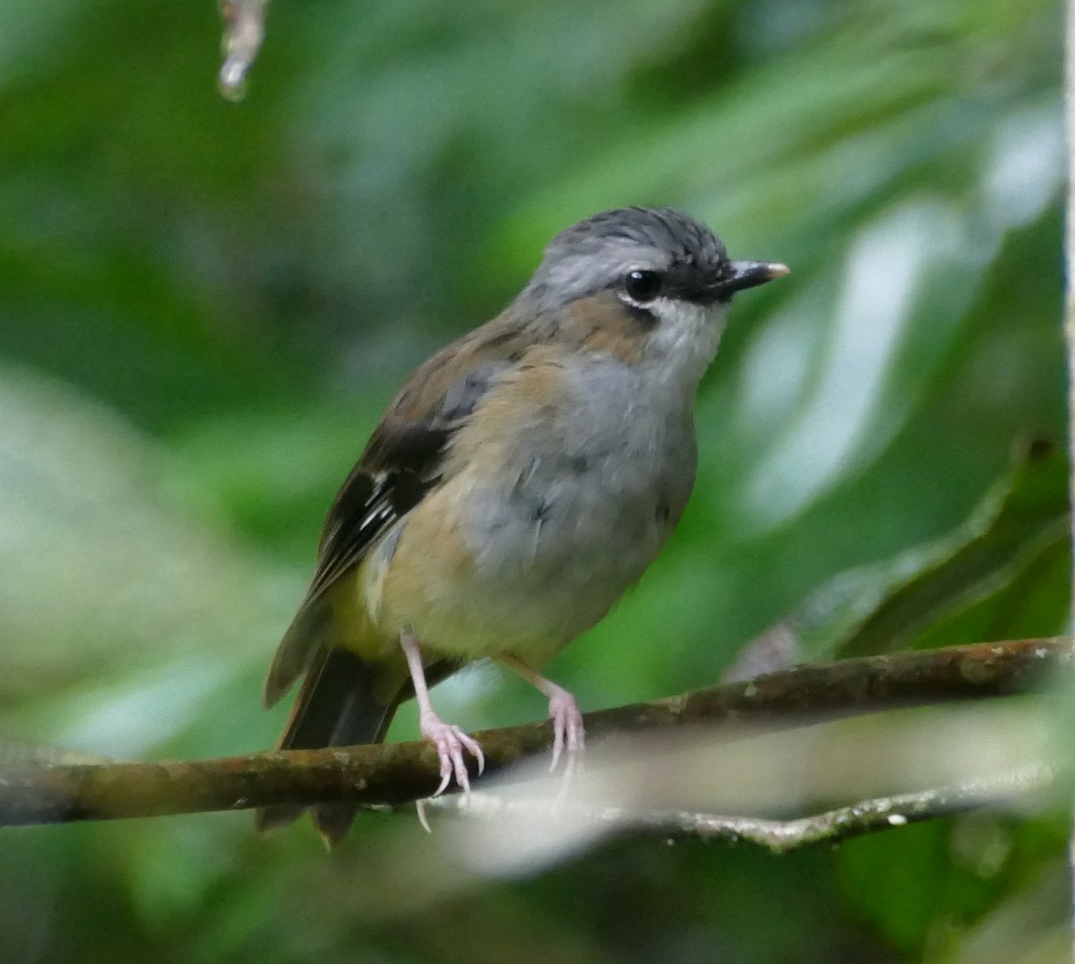 Gray-headed Robin - ML615418184