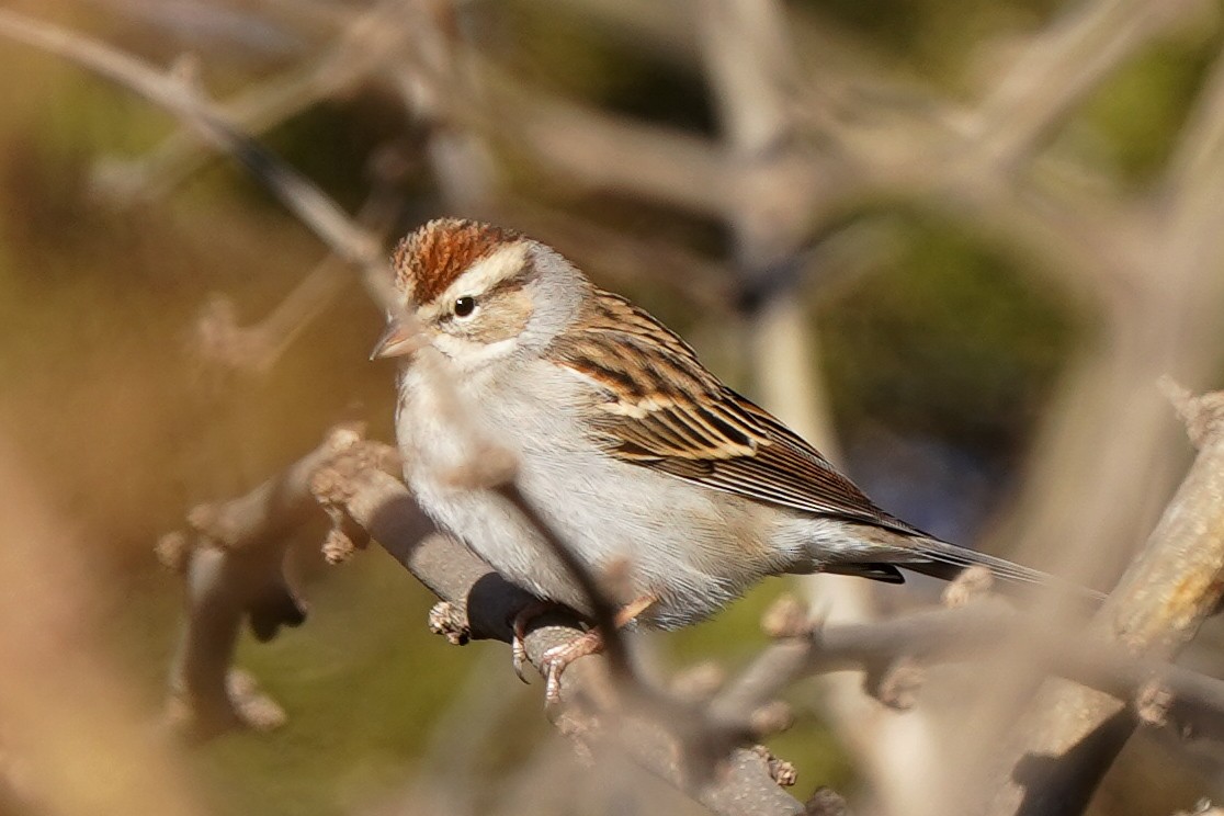 Chipping Sparrow - ML615418192