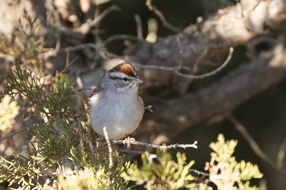 Chipping Sparrow - ML615418193