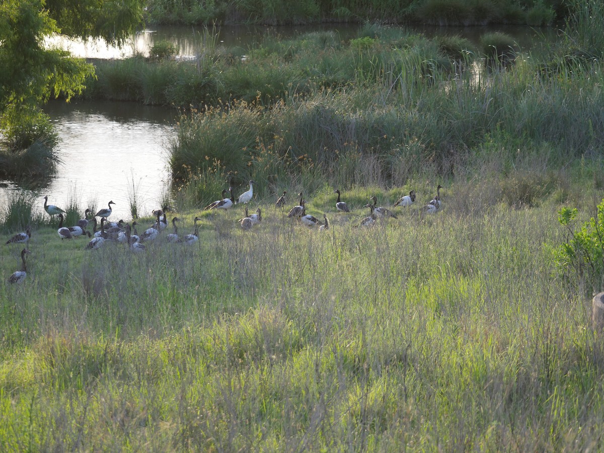 Magpie Goose - ML615418224