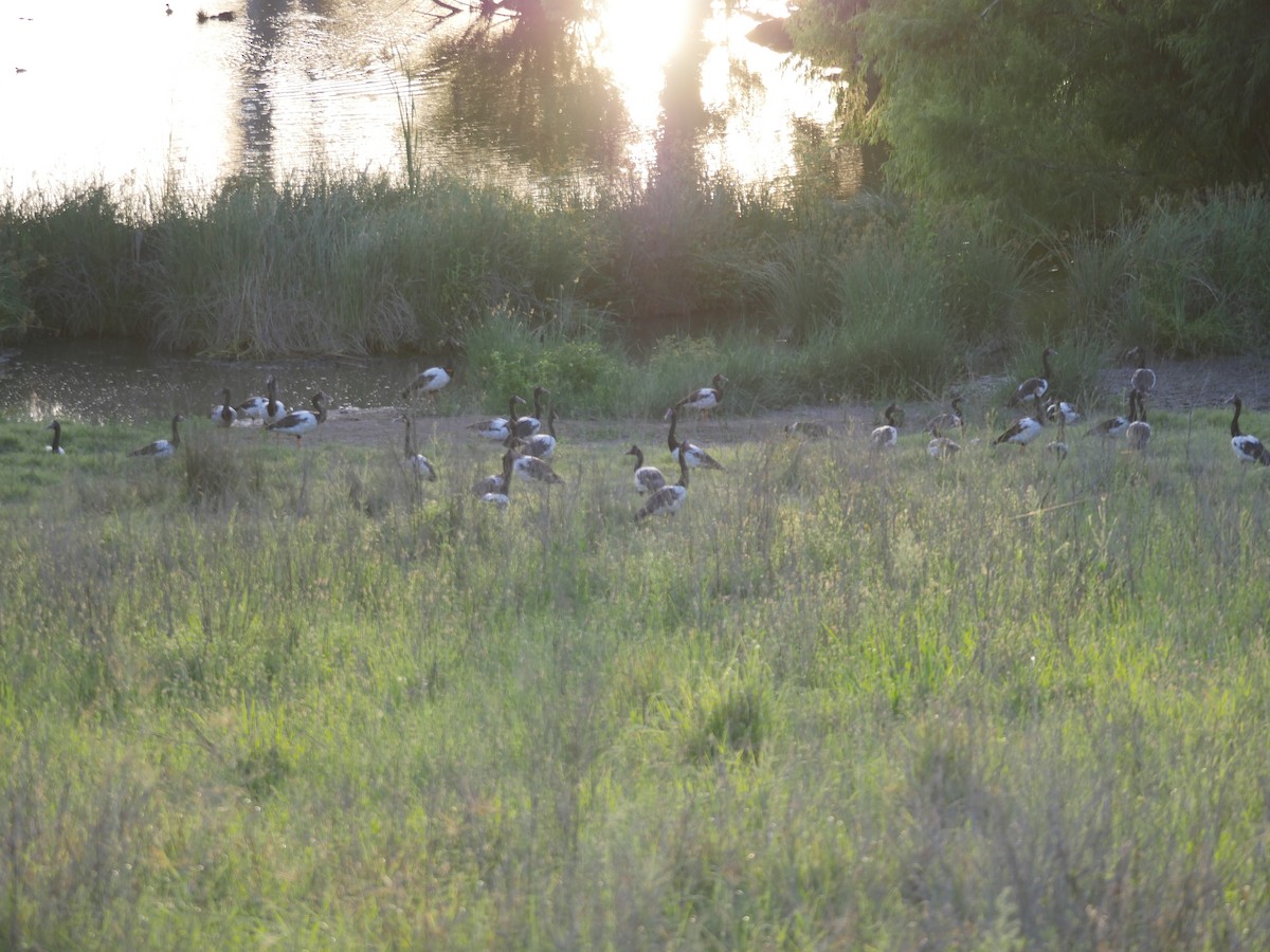 Magpie Goose - ML615418233