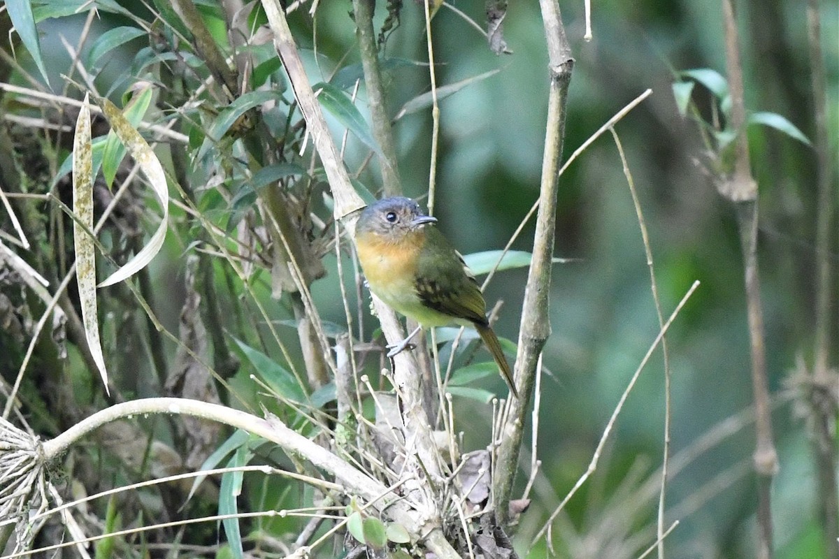 Rufous-breasted Flycatcher - ML615418246