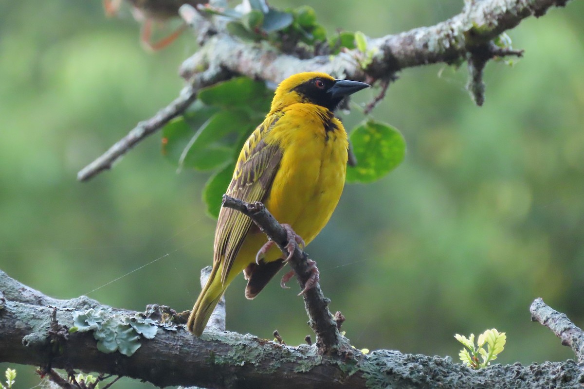 Village Weaver - ML615418265