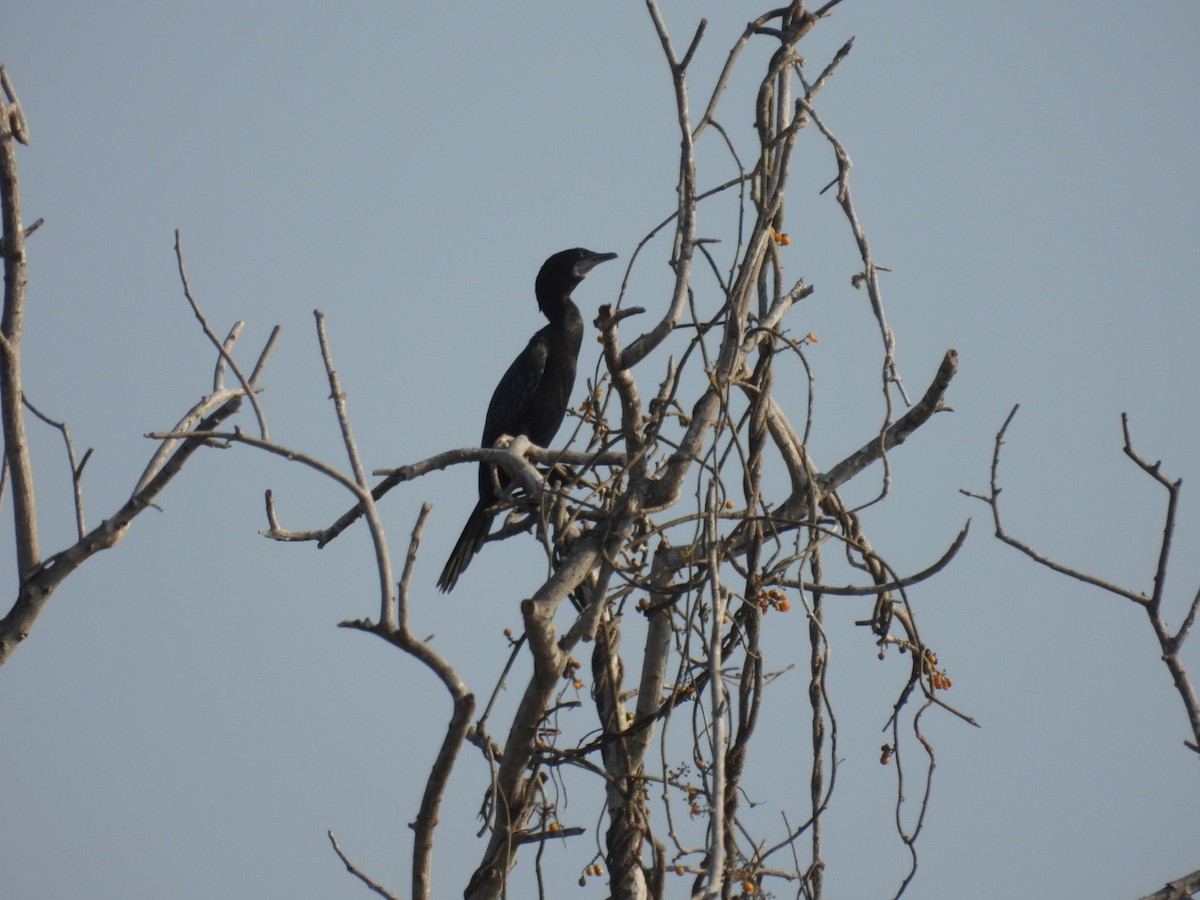 Little Cormorant - ML615418319