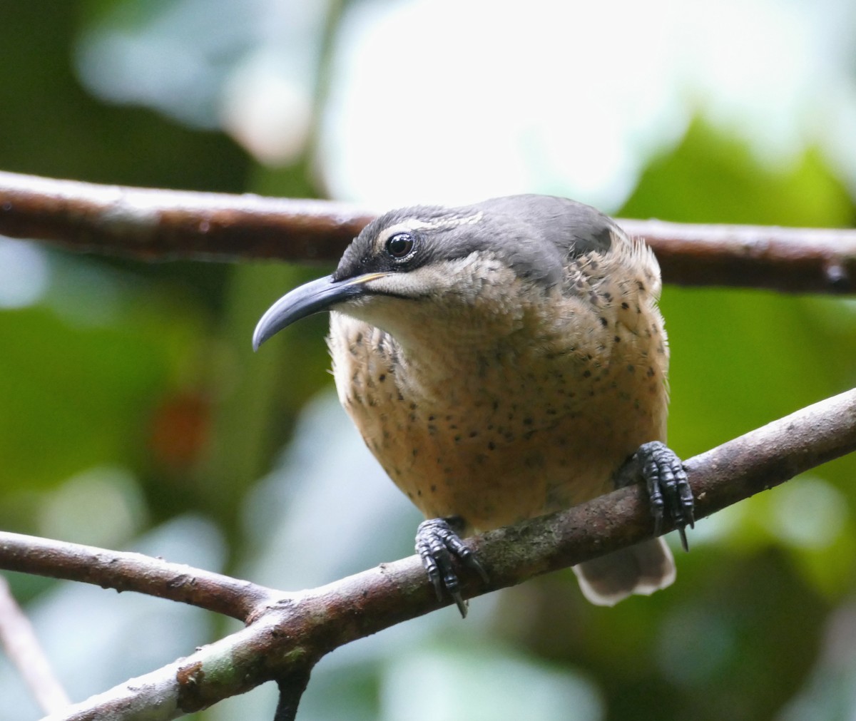 Victoria's Riflebird - ML615418341