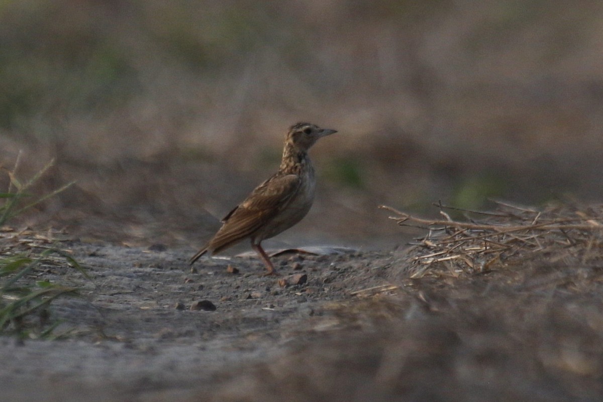 Oriental Skylark - ML615418395