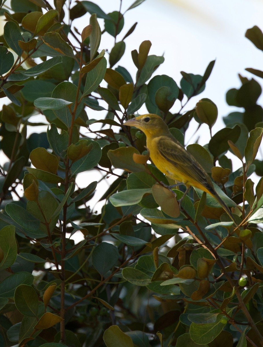 Summer Tanager - ML615418416