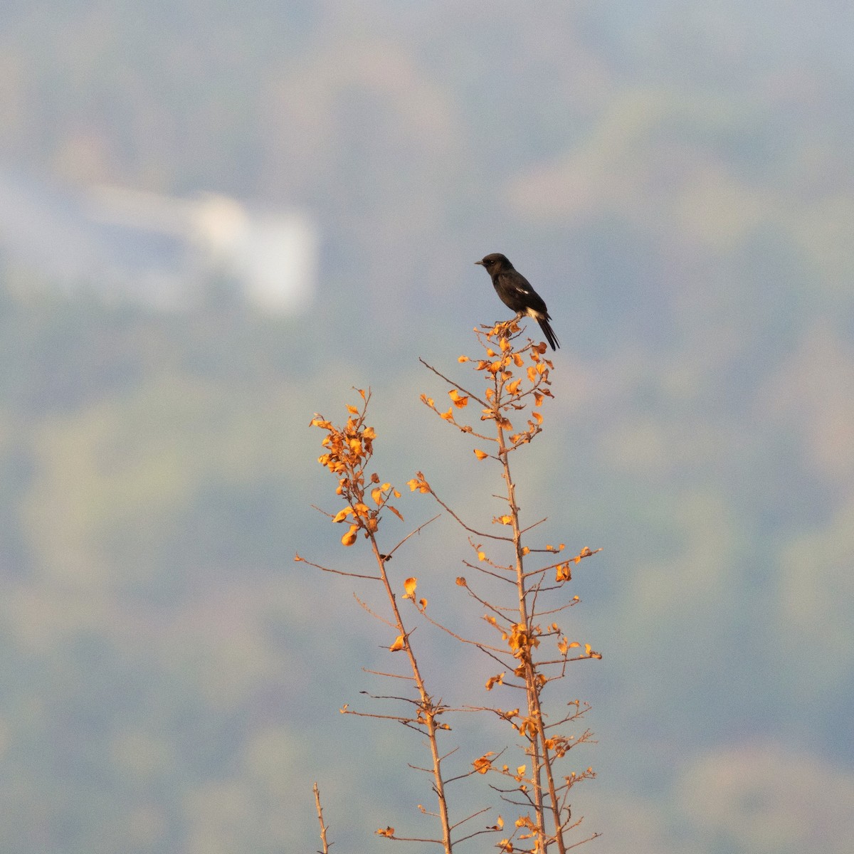 Pied Bushchat - Manjunath UP