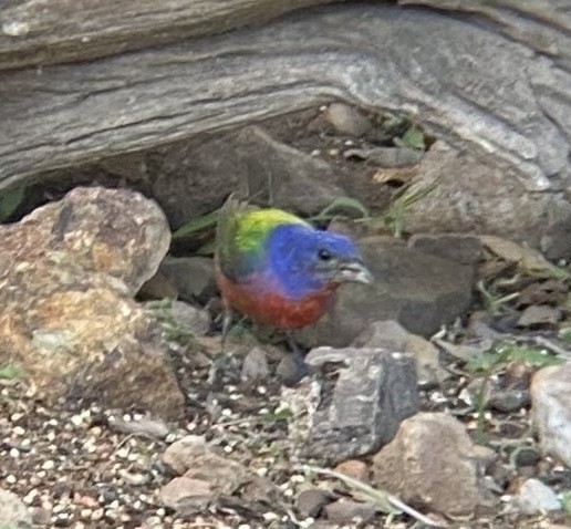 Painted Bunting - ML615418577