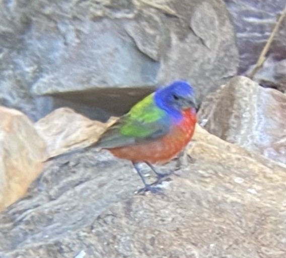 Painted Bunting - ML615418583