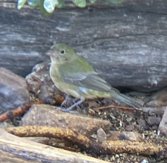 Painted Bunting - ML615418599