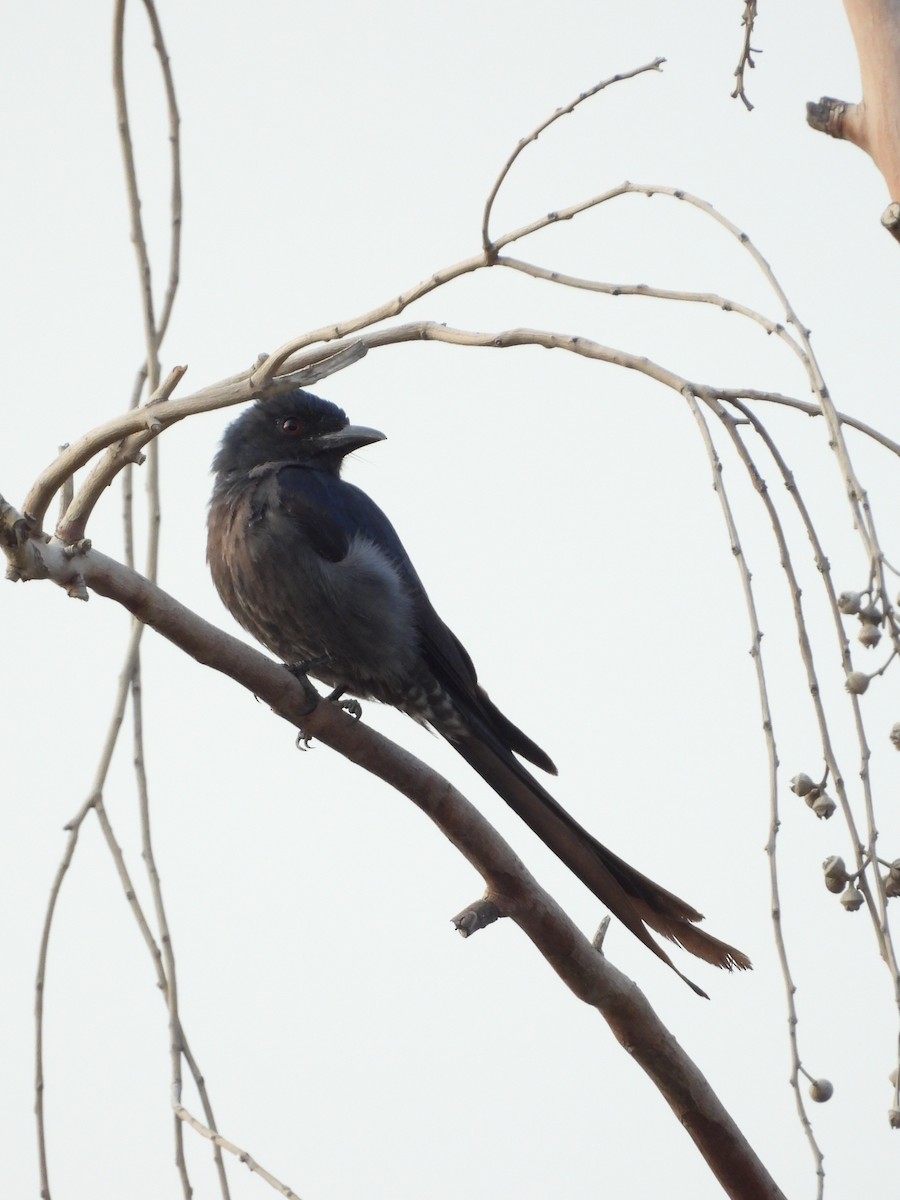 Ashy Drongo - ML615418602