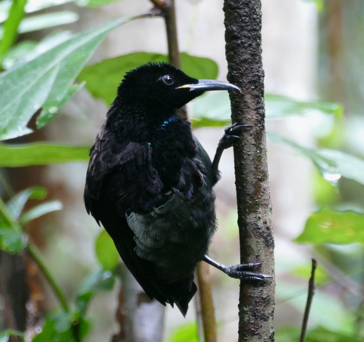 Victoria's Riflebird - ML615418742