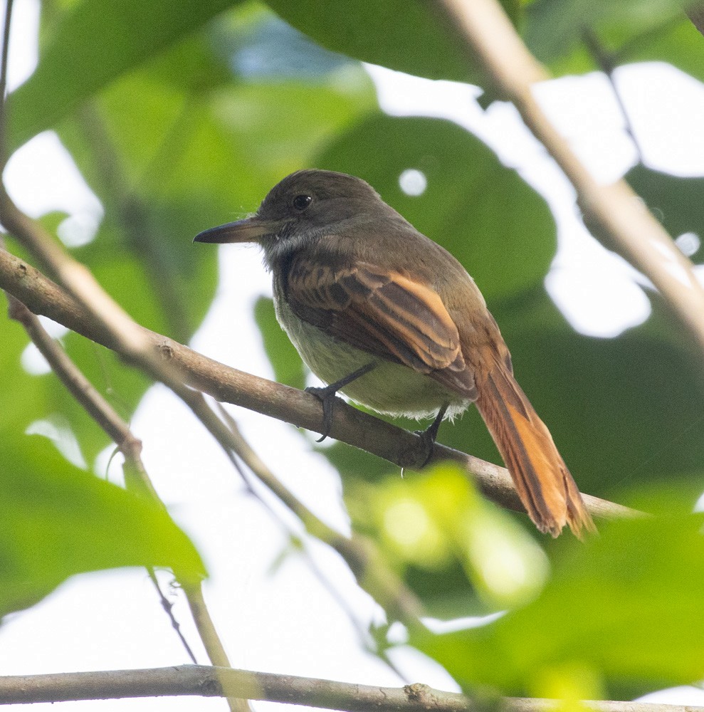Rufous-tailed Flycatcher - ML615418750