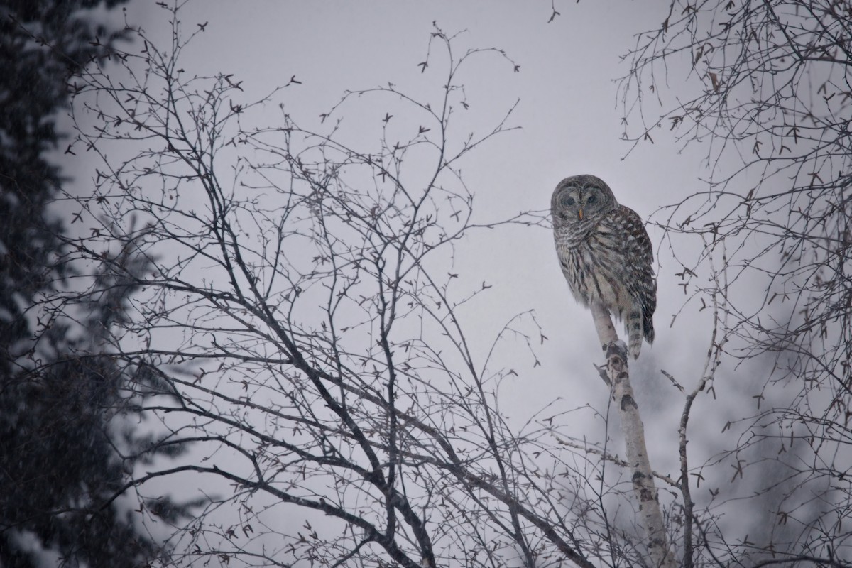 Barred Owl - ML615418781