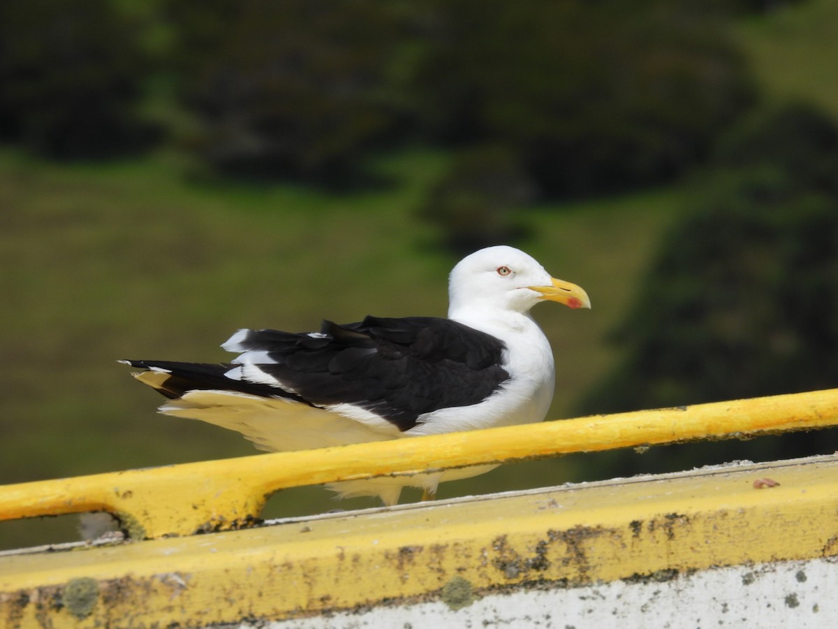 Kelp Gull - ML615418863