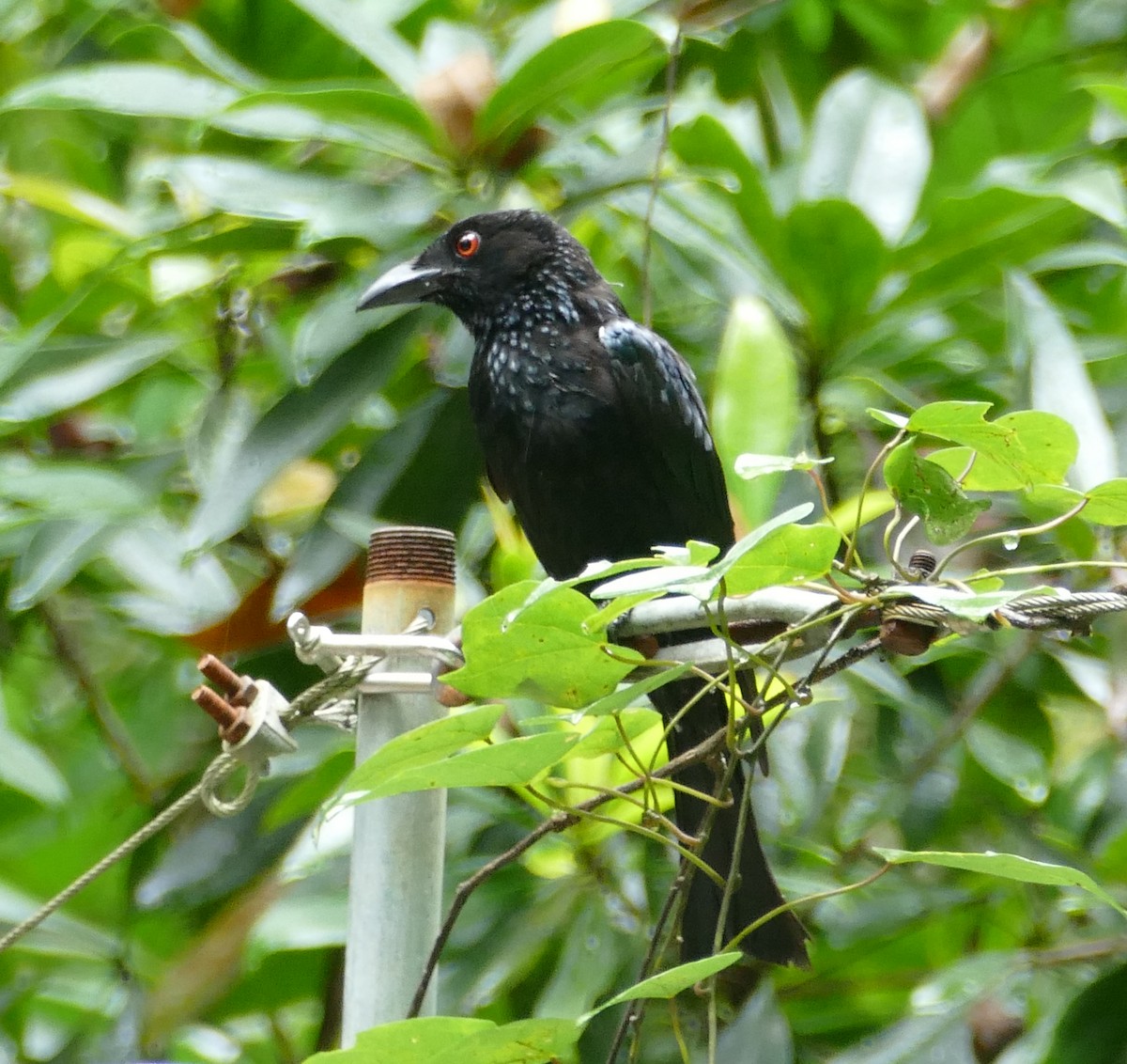 Yıldızlı Drongo - ML615418941