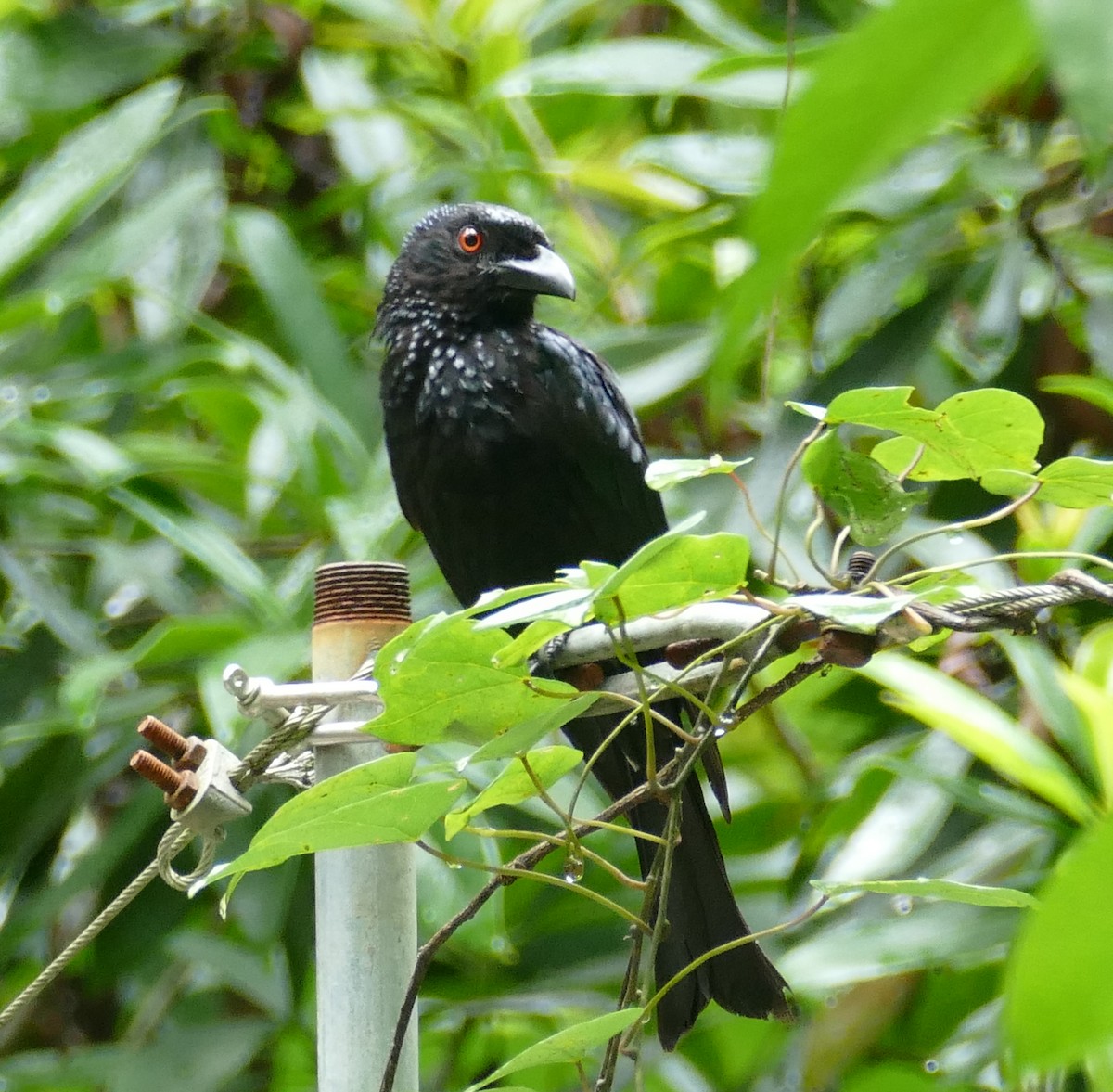 Spangled Drongo - ML615418946