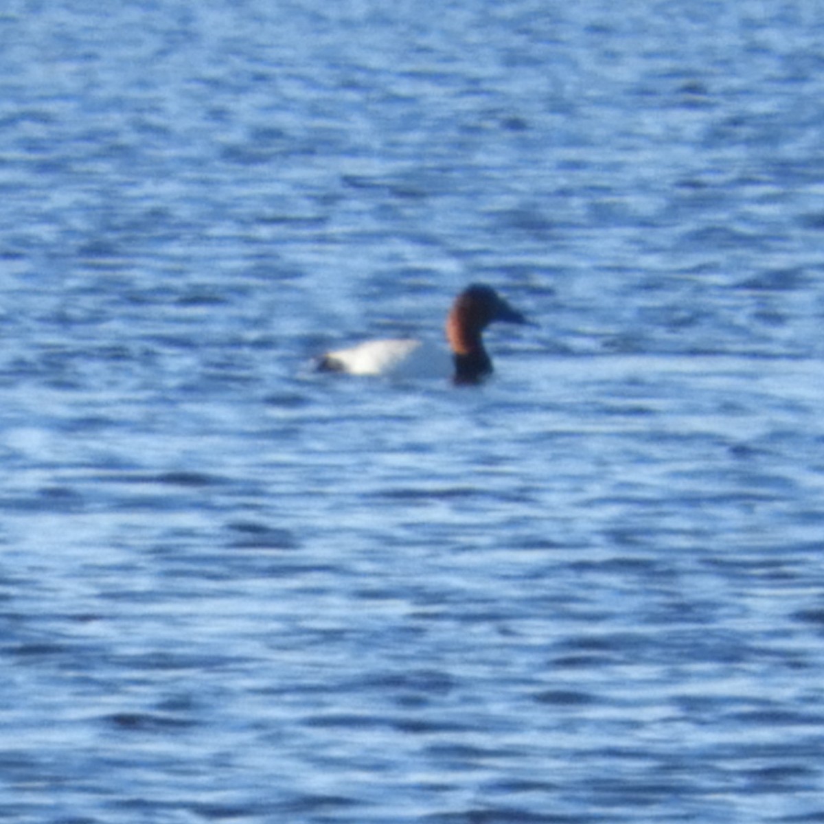 Canvasback - ML615419066