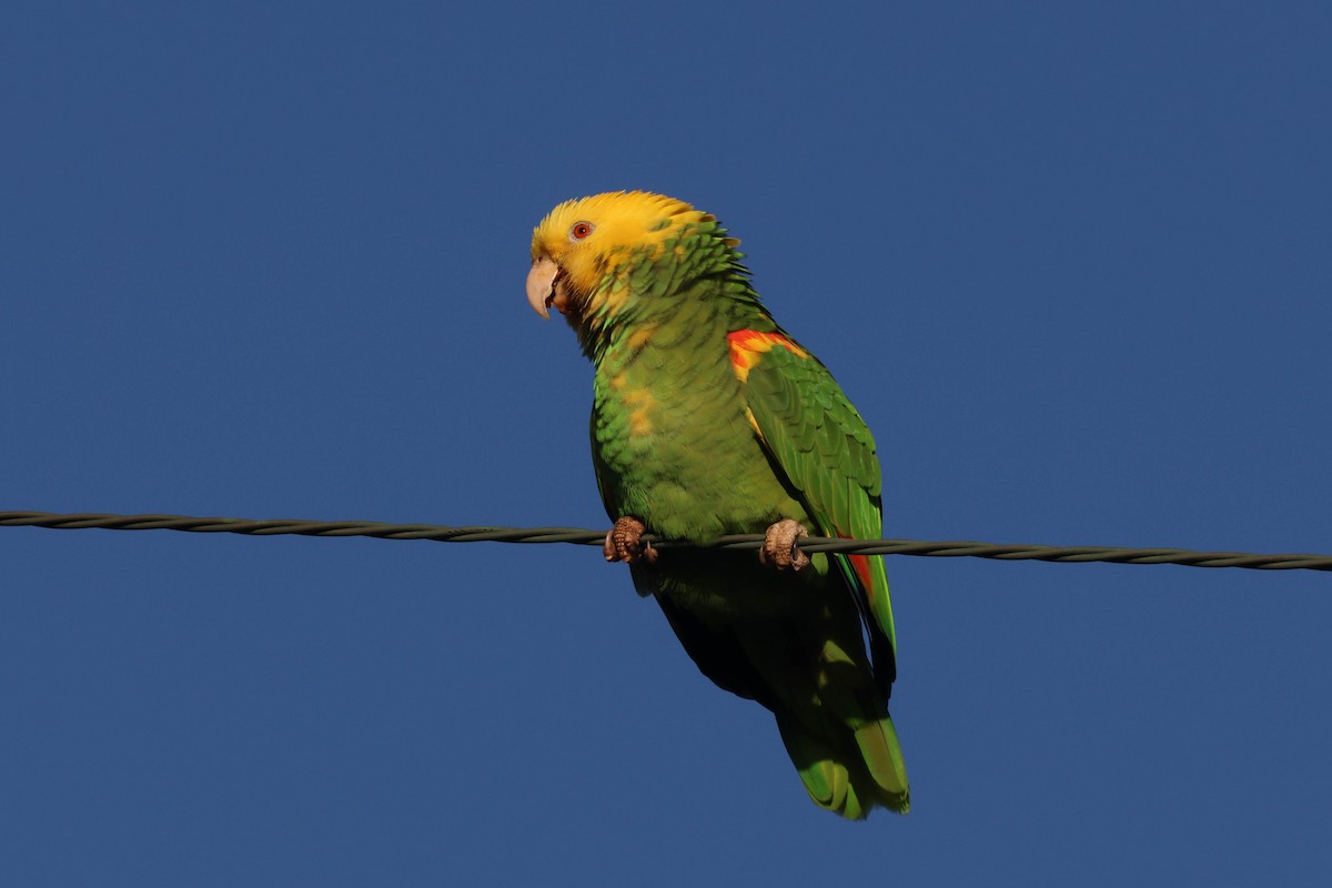 Yellow-headed Parrot - ML615419085
