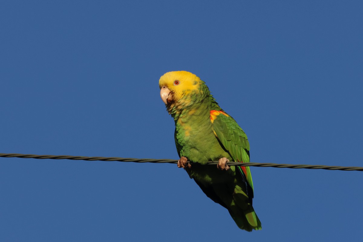 Yellow-headed Parrot - ML615419086