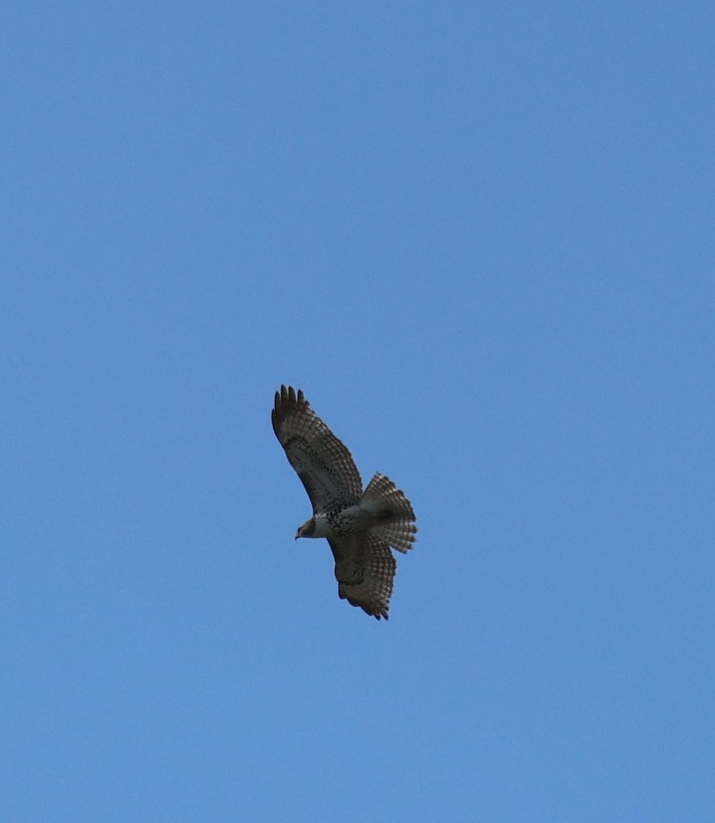 Red-tailed Hawk - ML615419103