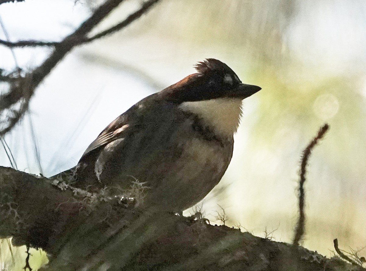 Chestnut-capped Brushfinch - Diane Drobka