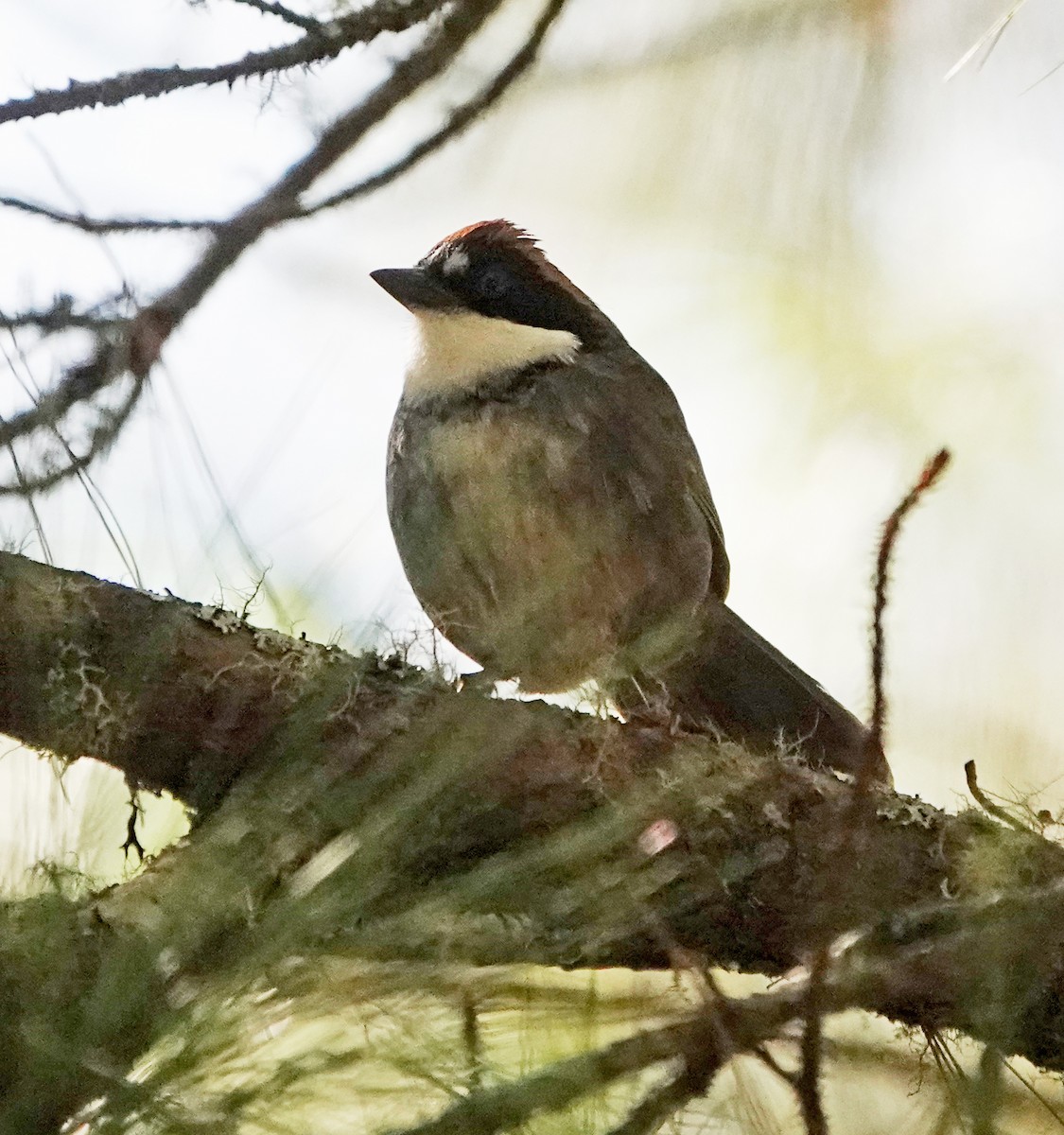 Chestnut-capped Brushfinch - Diane Drobka